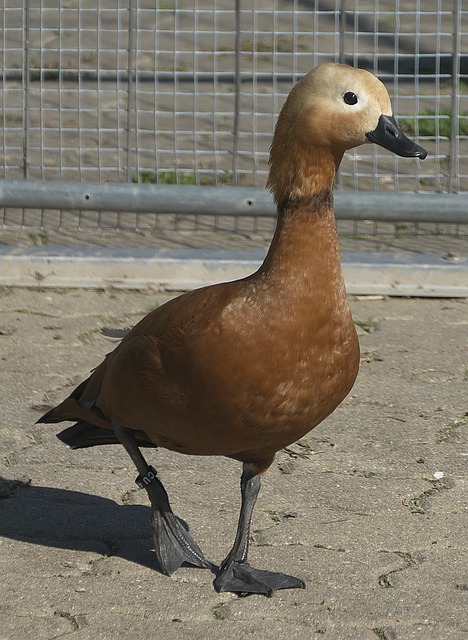 现亮眼